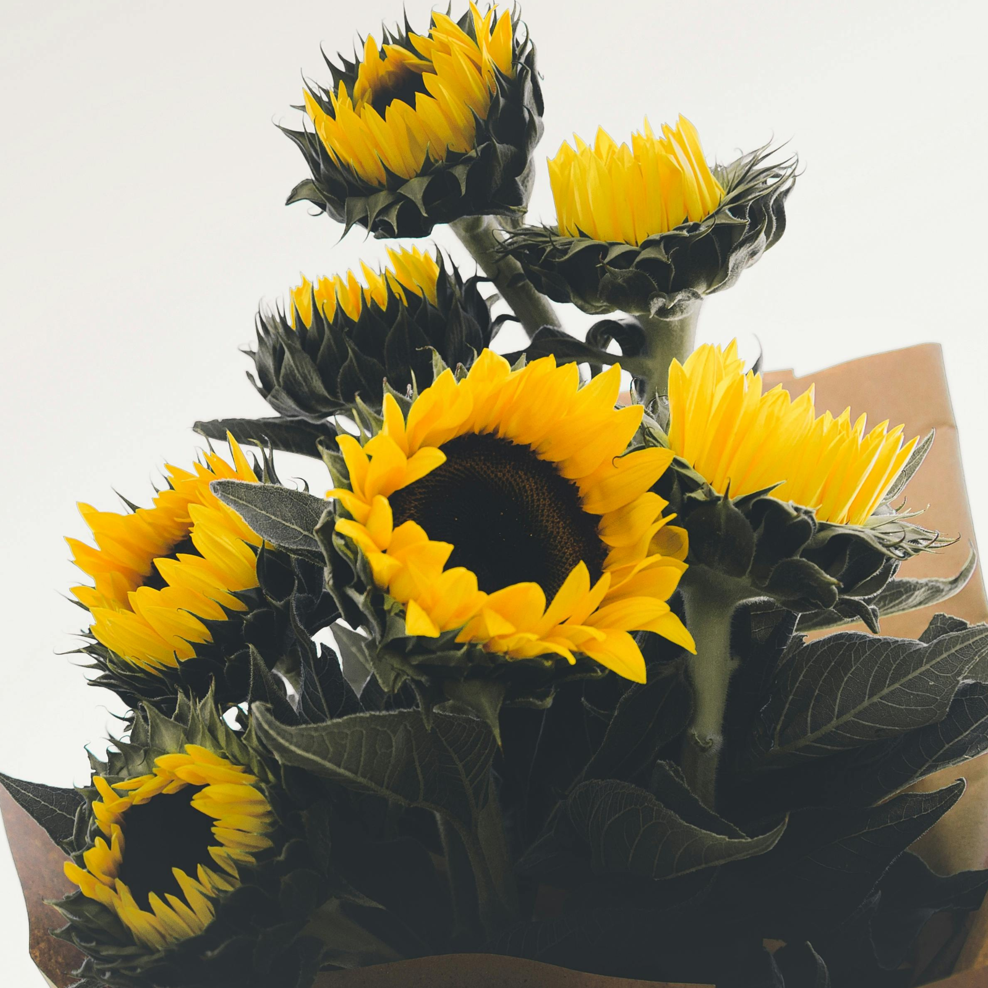 Bouquets & Cut Flowers