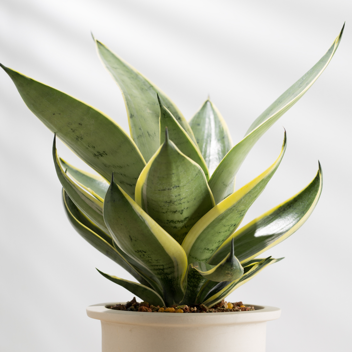 Potted Plants