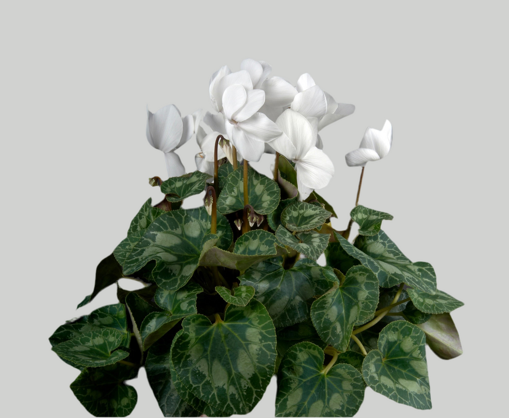 Cyclamen Plant
