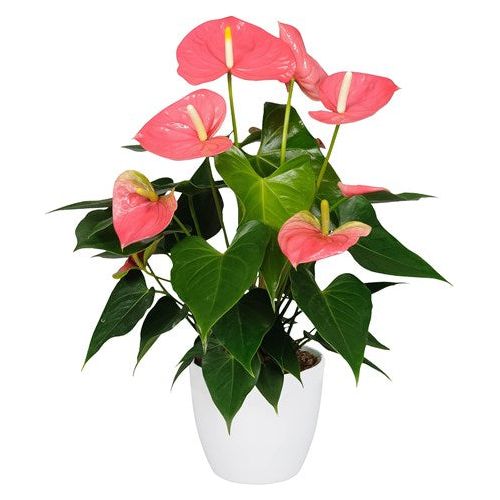 Potted Anthurium Plant