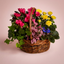Basket planter of assorted seasonal plants from Victoriana Florist