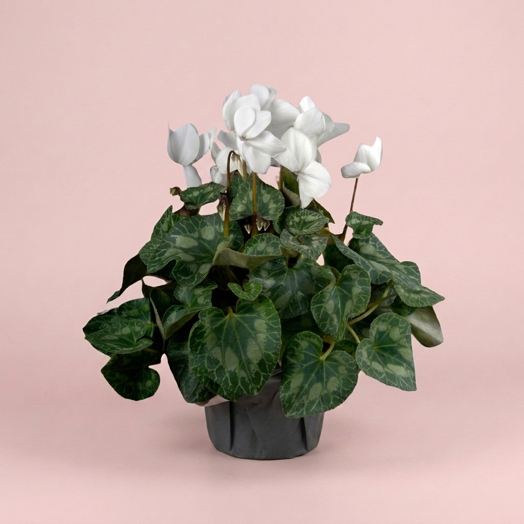 Flowering cyclamen pot plant gift wrapped by Victoriana Florist Main image
