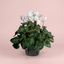 Flowering cyclamen pot plant gift wrapped by Victoriana Florist