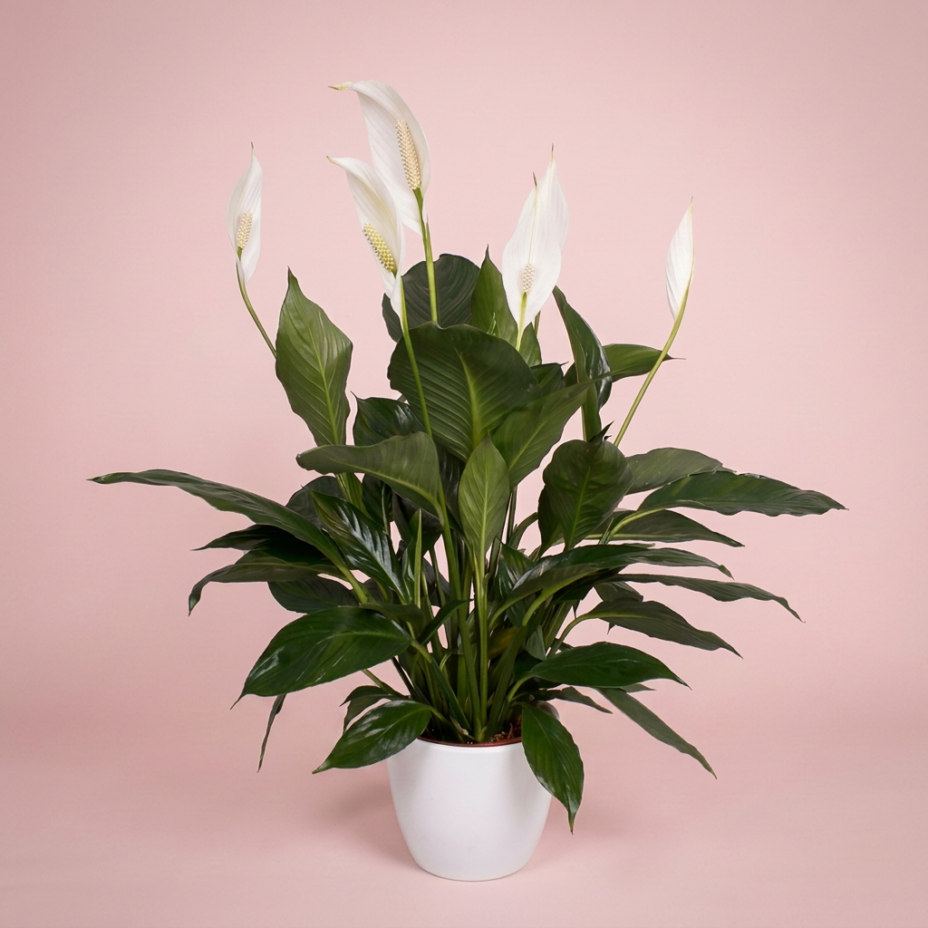Flowering indoor plant gift wrapped by Victoriana Florist Main image