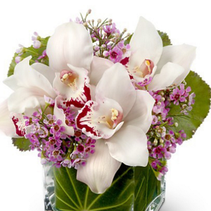 Orchid Cube - Victoriana Florist Upper Hutt