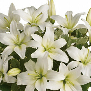 White Beauty - Victoriana Florist Upper Hutt