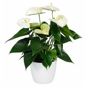 Potted Anthurium Plant - Victoriana Florist Upper Hutt