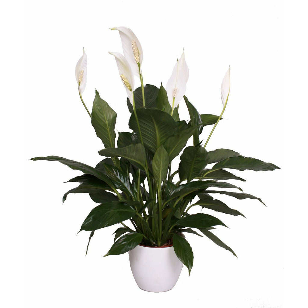 Flowering Indoor Plant - Victoriana Florist Upper Hutt
